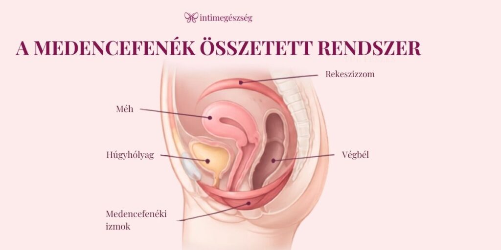 A medencefenék összetett rendszer